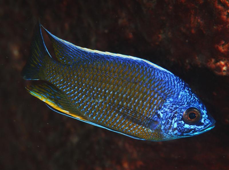 Copadichromis borleyi 'Mara Rocks'